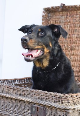 beauceron köpek