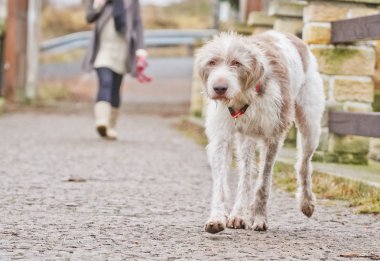 Yürüyen Köpek