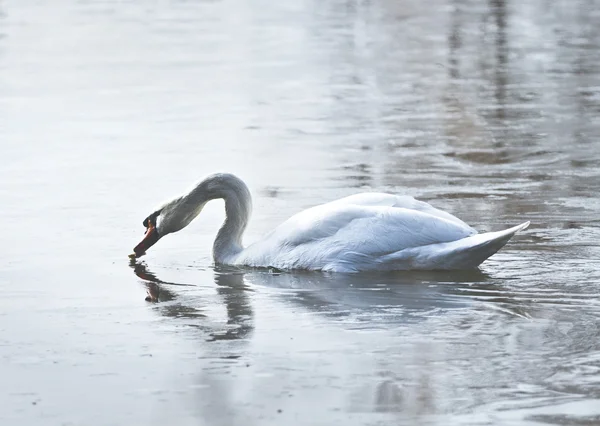 Bird in spring nature — Stock Photo, Image