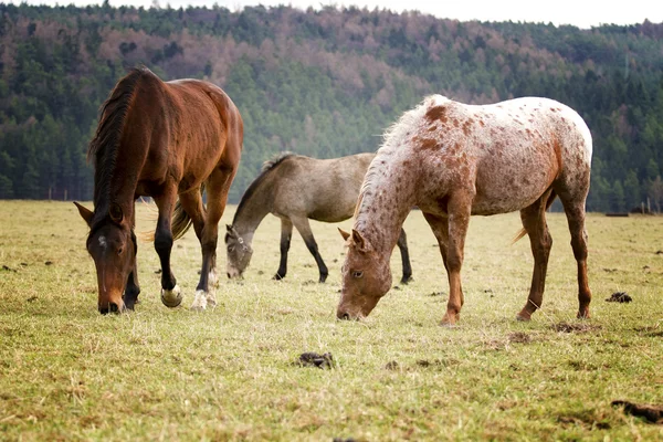 Appaloosa — Fotografia de Stock