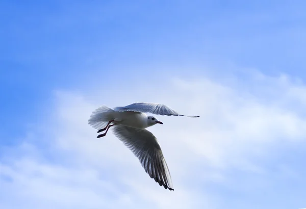 Aquatische vogels — Stockfoto