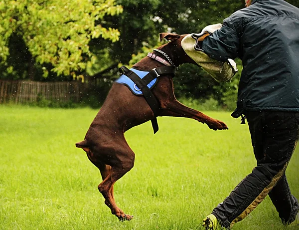 Chien en été nature — Photo