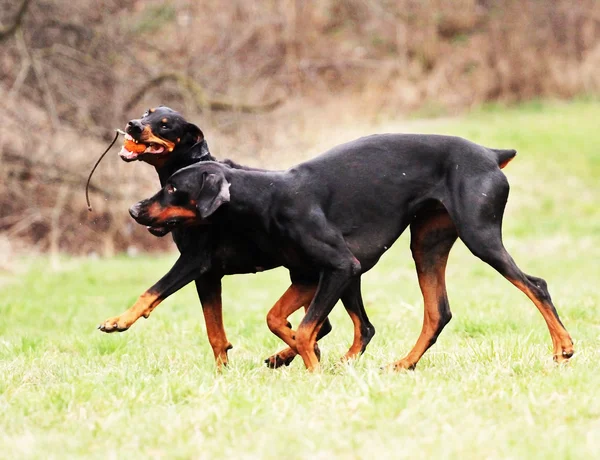 Hund i naturen — Stockfoto