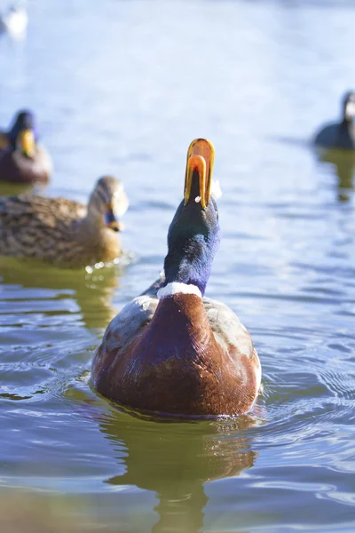 Aquatic bird — Stock Photo, Image