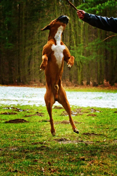 German boxer — Stock Photo, Image