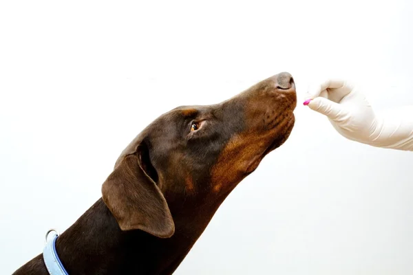 Inspección veterinaria — Foto de Stock