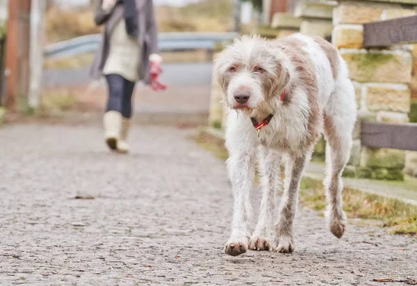 Lopende hond — Stockfoto