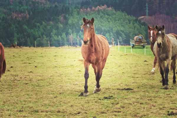 Rebanho de cavalos — Fotografia de Stock