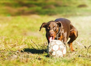 doberman pinscher çalışan