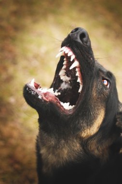doğada köpek