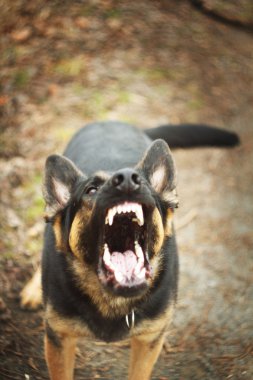 doğada köpek