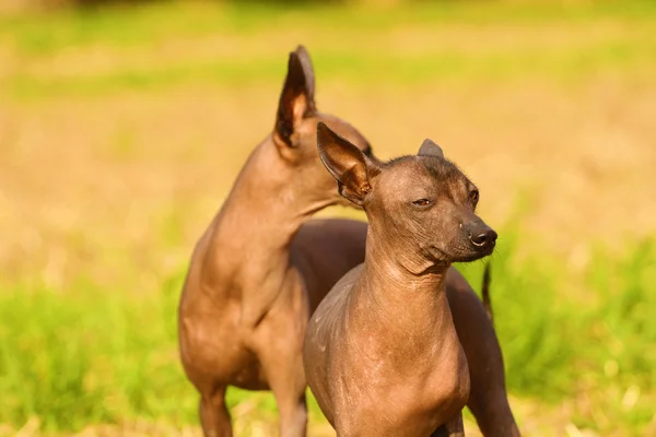 Two peruvian hairless dog — Stock Photo, Image