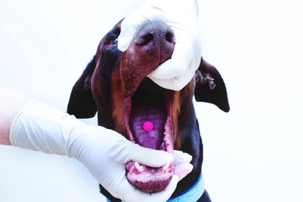 Controlli veterinari — Foto Stock