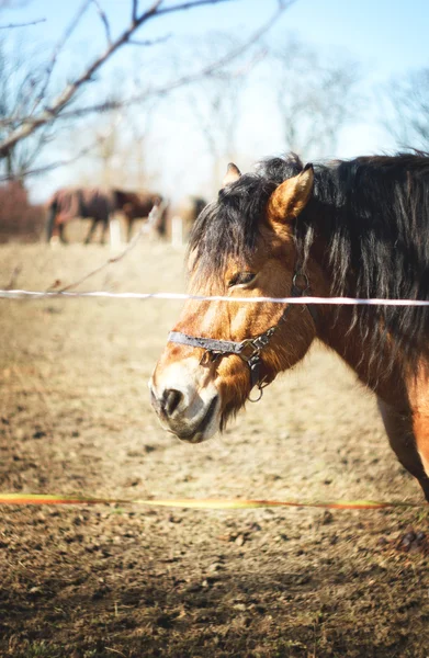 Cheval dans la nature — Photo