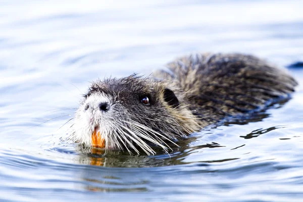 Ratão nutria — Fotografia de Stock