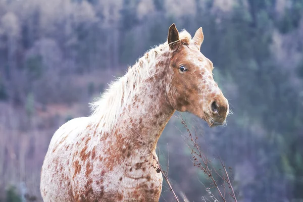O portret konia — Zdjęcie stockowe