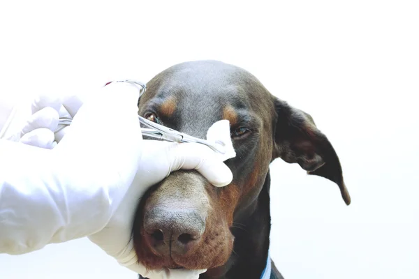 Inspección veterinaria — Foto de Stock