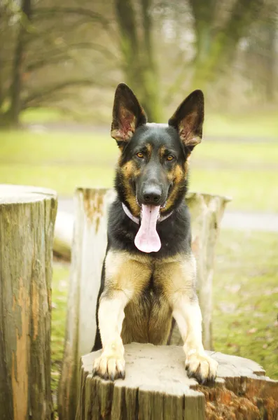 Spaß mit Hund in der Natur — Stockfoto