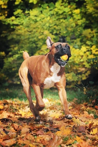 Cão mestiço — Fotografia de Stock