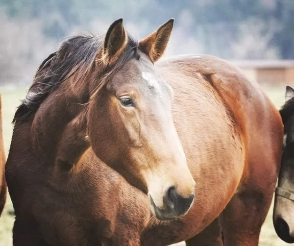 Porträtt o en häst — Stockfoto