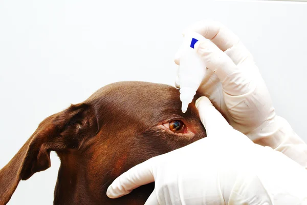 Inspección veterinaria — Foto de Stock