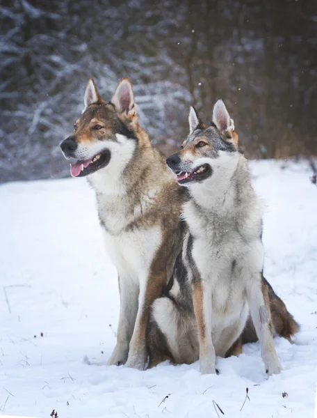 Cão-lobo da Checoslováquia — Fotografia de Stock