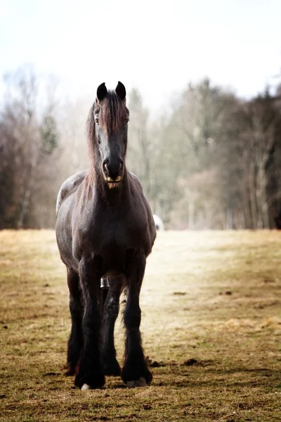 Cavallo ritratto — Foto Stock