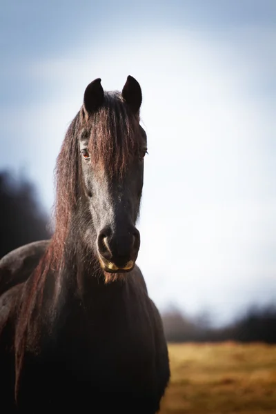 自然の中で馬 — ストック写真