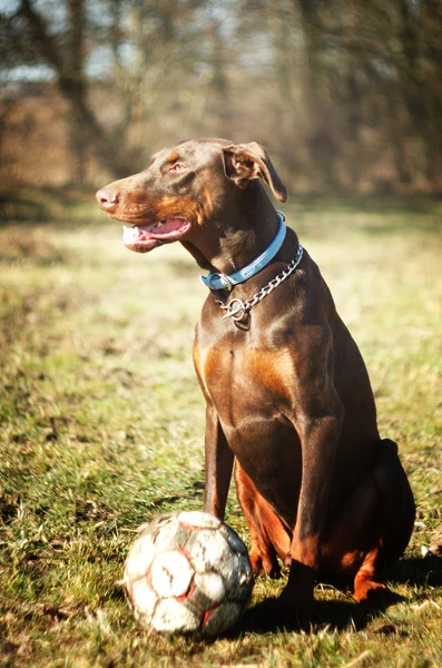 Cão na natureza — Fotografia de Stock