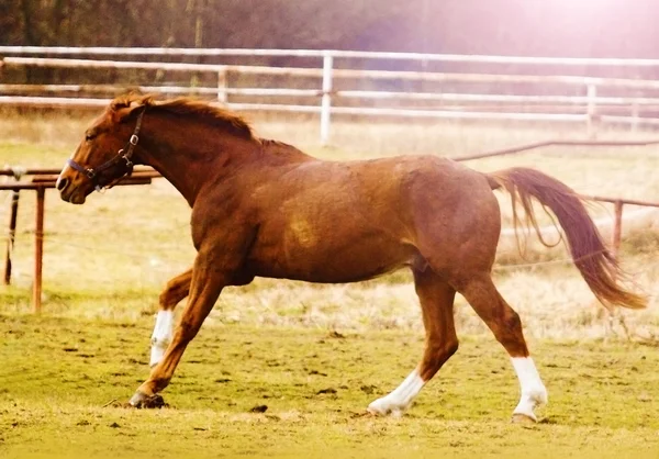 Portret van een paard — Stockfoto