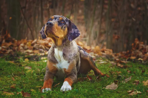 Louisiana catahoula leopard dog images libres de droit, photos de 