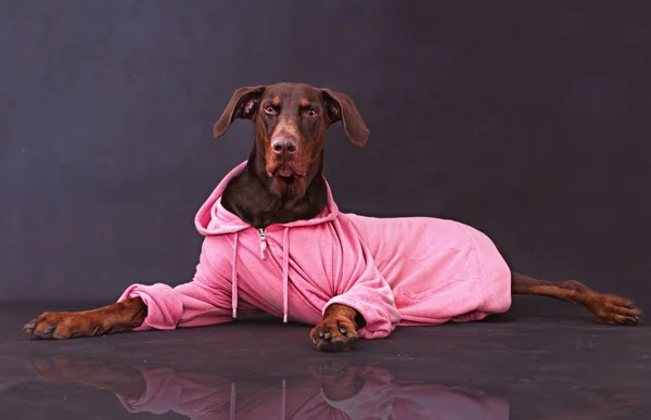 Bruin Dobermann — Stockfoto