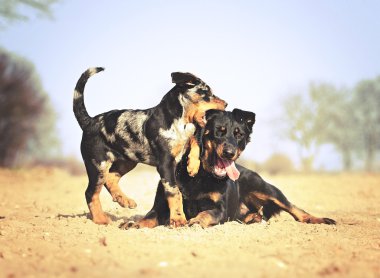 Beauceron