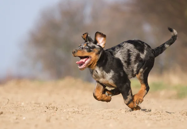 Cachorro de Bauce — Foto de Stock