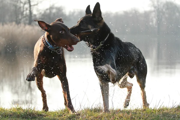 Dois cães em jogo — Fotografia de Stock