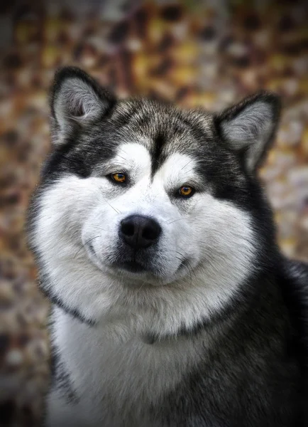 Malamute de l'Alaska — Photo