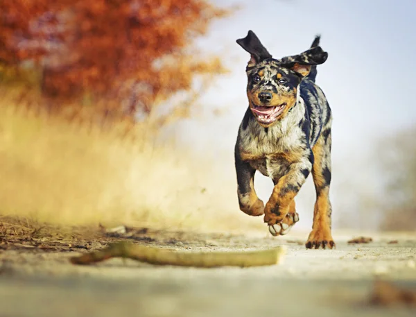 Cachorrinho Bauce — Fotografia de Stock