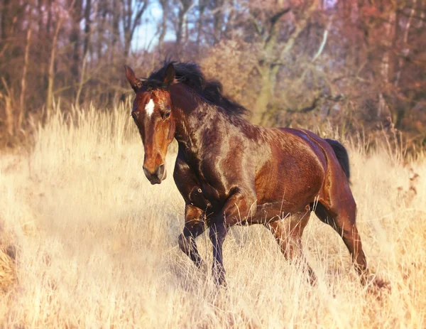 Άλογο — Φωτογραφία Αρχείου