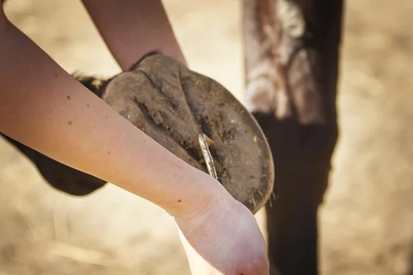 Cleaning hooves — Stock Photo, Image