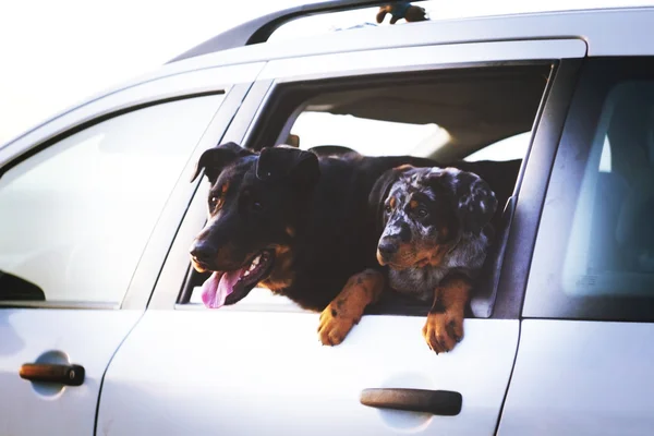 Hundar i bil — Stockfoto