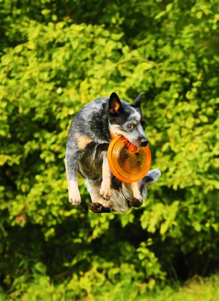 Portrait of a crossbreed — Stock Photo, Image