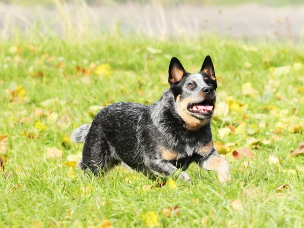 Cão bovino australiano — Fotografia de Stock