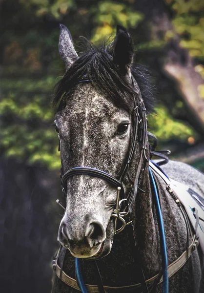 Porträtt av en tävlingshäst — Stockfoto