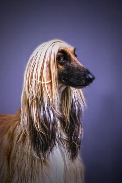 一只灰狗的肖像 — 图库照片