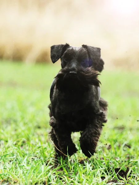 Schnauzer em miniatura — Fotografia de Stock