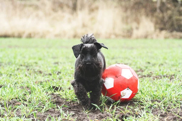 Schnauzer em miniatura — Fotografia de Stock