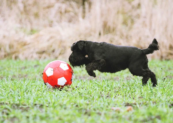 Schnauzer — Fotografia de Stock