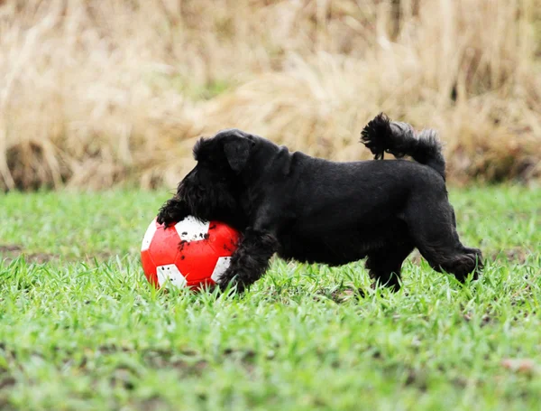 Schnauzer — Stock Photo, Image