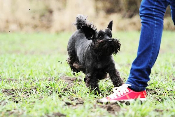 Schnauzer — Fotografia de Stock