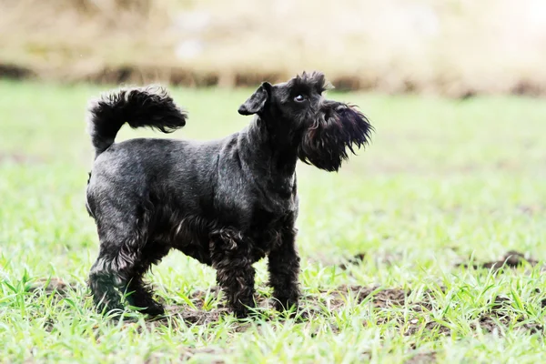 Schnauzer — Stockfoto